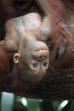 Orangutans Stock Photos