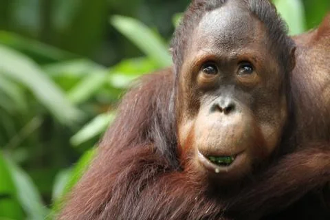 Orangutans Stock Photos