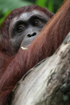 Orangutans Stock Photos