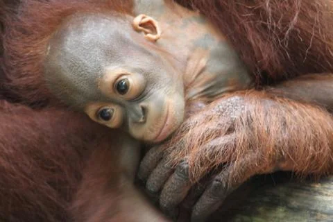 Orangutans Stock Photos