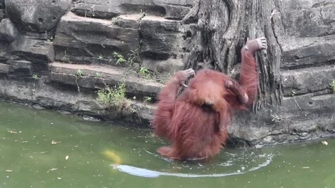 Orangutans pick up coconuts in the pond while holding their cubs. An orangutan Stock Footage 192769636