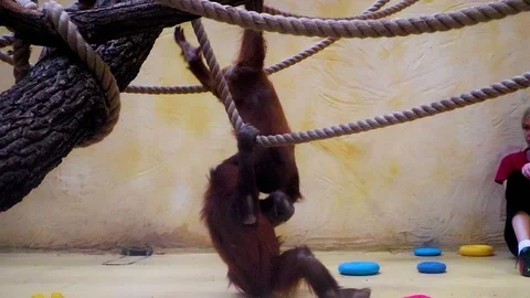 Orangutans play with each other. Two anthropoid monkeys play mobile games on a t Stock Footage 89358028