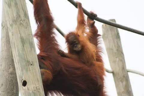 Orangutans playing Stock Photos
