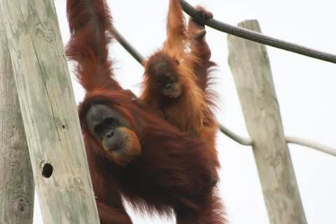 Orangutans playing Stock Photos