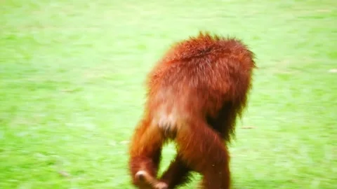 Orangutans walking and rolling Stock Footage 228655812