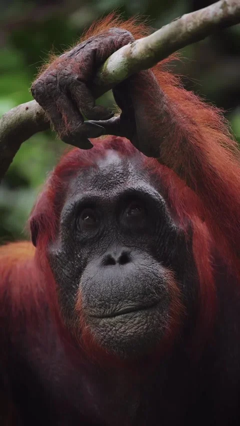 Orangutans in the wild of Kalimantan Stock Footage 323301020