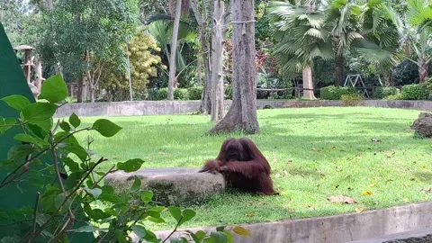 Orangutans in the zoo Video stock 297343222