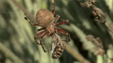 Orb Spider 1 Stock Footage 8549713