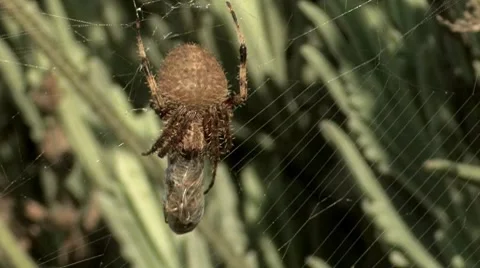 Orb Spider 2 Stock Footage 8549693