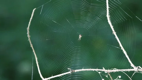 Orb Spider in the Centre of its Web, England UK Video stock 160481005