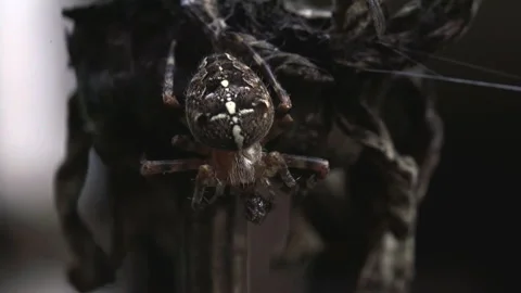 Orb spider chewing on food Video stock 171477154