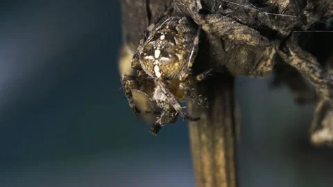 Orb spider chewing on food Video stock 171478833