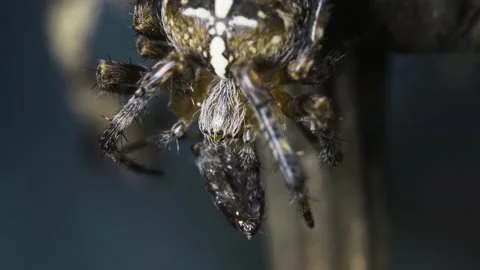 Orb spider chewing on food Video stock 171481232