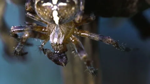 Orb spider chewing on food Video stock 171484518