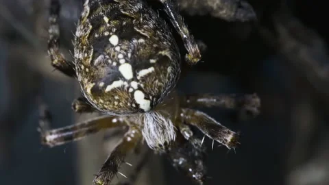 Orb spider chewing food Video stock 171484821