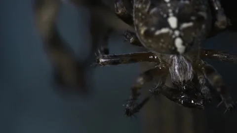 Orb spider chewing on food Video stock 171485329
