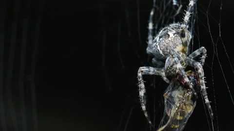 Orb spider chewing on trapped victim Video stock 171482867