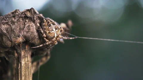Orb spider feeling its web Video stock 171481314