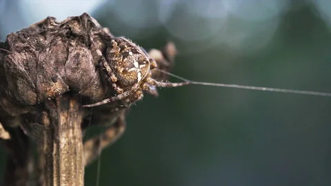 Orb spider feeling its web Video stock 171483326