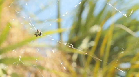 Orb Spider Stock Footage 610914