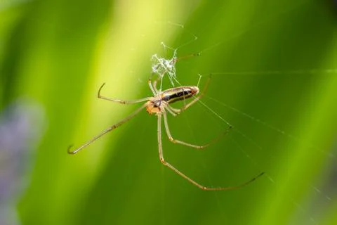 Orb Spider making web Stock Photos