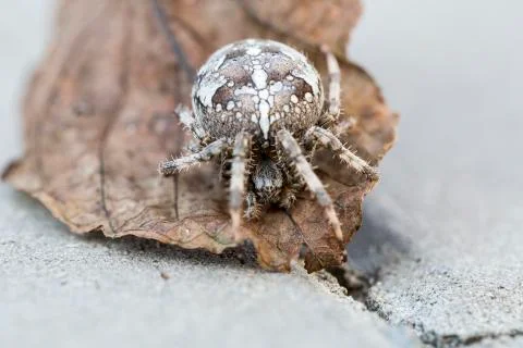 Orb spider Stock Photos