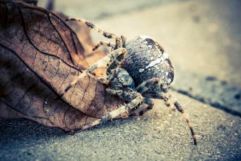 Orb spider Stock Photos