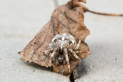 Orb spider Stock Photos
