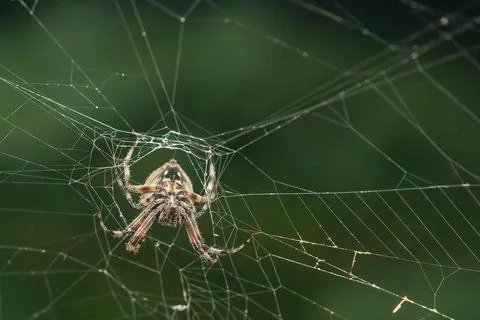 Orb Spider Stock Photos