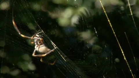 Orb Spider Weaving Web Stock Footage 459680