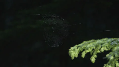 Orb spider web catching light beside evergreen foliage near Mirror Lake Stock Footage 345302554