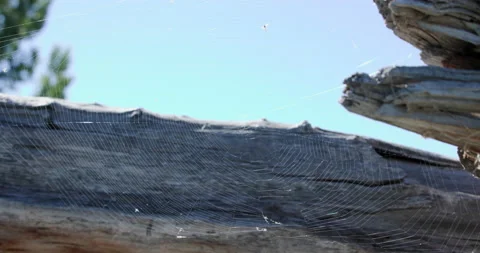 Orb Spider Web Stock Footage 222471602