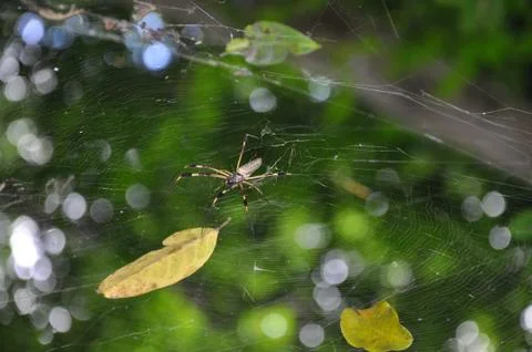 Orb Spider in a Web in the Jungle Stock Photos