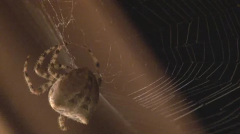 Orb Spider works on web Stock-Footage 8826777