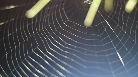 Orb weave pattern of garden Spiders sticky silk web close-up Stock Footage 318067225