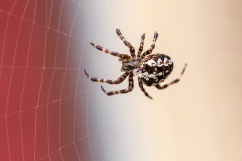 Orb Weaver making a web Foto stock