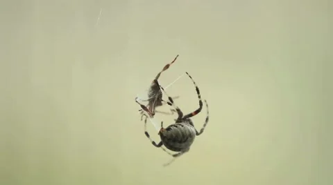 Orb Weaver Spider captures a prey Stock Footage 57757576