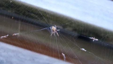 Orb Weaver Spider Checking Web 4K Stock Footage 258870951