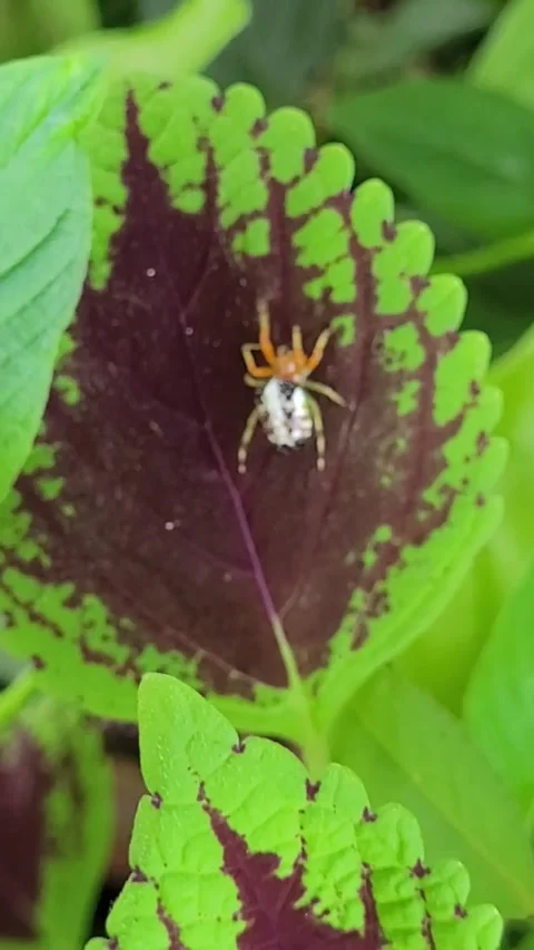 Orb-Weaver Spider Climbing Silk Thread on Leaves - Macro Stock Footage 342365830