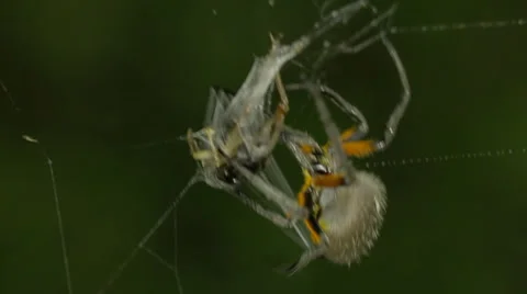 Orb weaver spider, continues wrapping cricket and delivers bite. Stock Footage 37341327