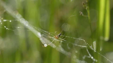 Orb Weaver Spider on Dewy Web with Tall Fescue Grass - 4K Slow Motion Shot Vídeos de archivo 336186105