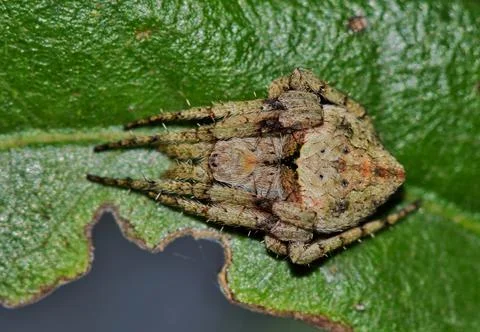 Orb Weaver spider of the Eustala genus, dorsal view. Stock Photos