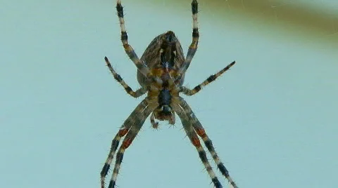 Orb Weaver Spider  Stock Footage 874562