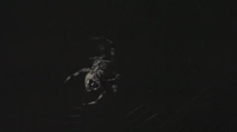 Orb Weaver Spider Stock Footage