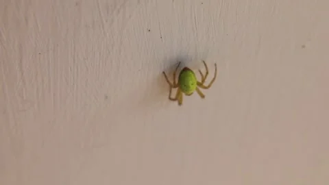 Orb weaver spider Vídeo Stock 150252812