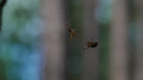 Orb-weaver spider Stock Footage 321945281