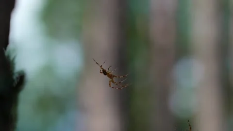 Orb-weaver spider Stock Footage 321945518