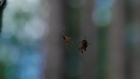 Orb-weaver spider Stock Footage 321945788