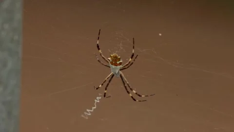 Orb Weaver Spider Vídeo Stock 329790662