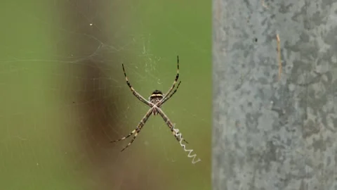Orb Weaver Spider Stock Footage 329791394